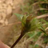 Cyanotis pilosa Schult. & Schult.f.